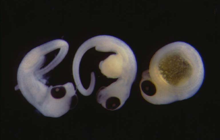 Embryons