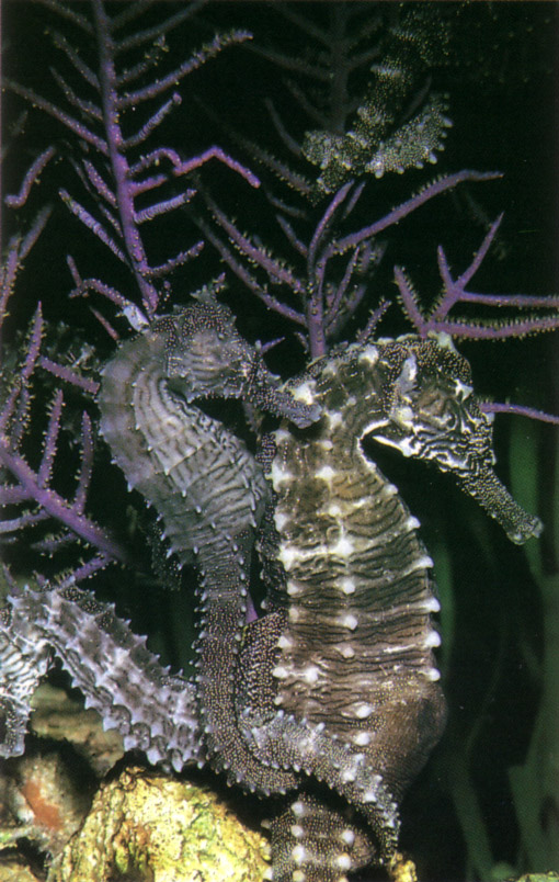 Reproduction